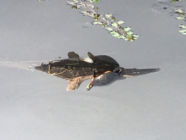 turtle basking