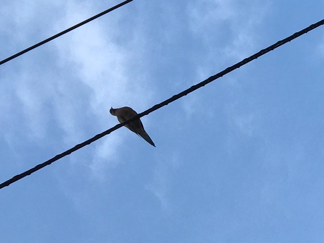 dove on the line