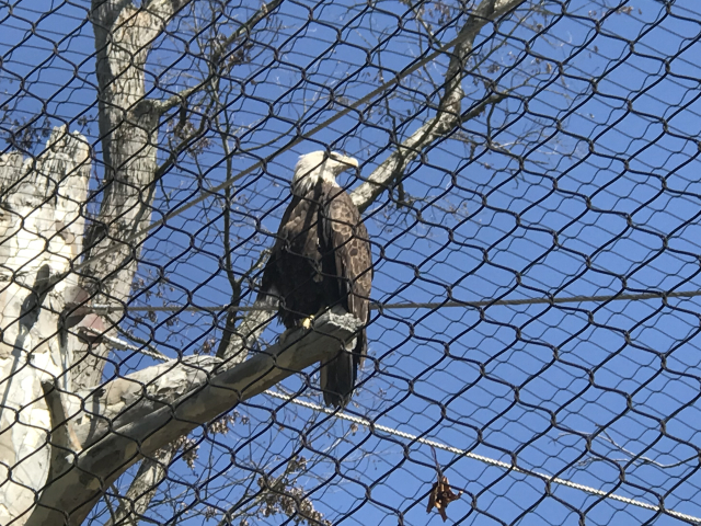 embodiment of murica