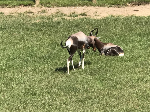 a rad pair of antelope
