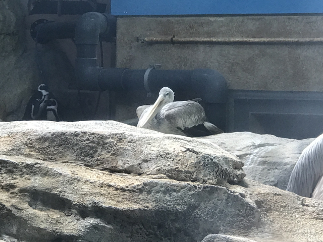 relaxed pelican