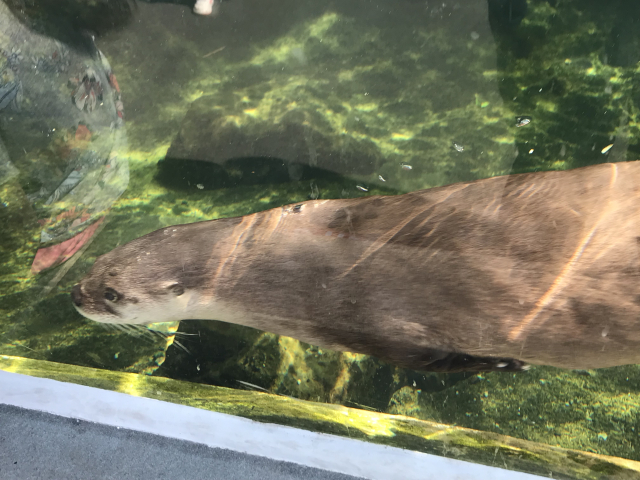 very close otter lad