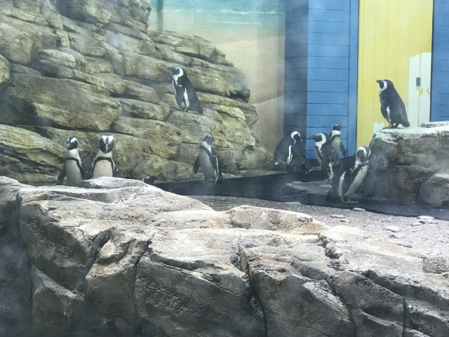 so many penguins