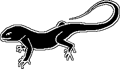 2_lizard.png