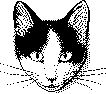 5_cat.png