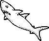 6_shark.png