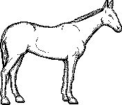 2_horse.png