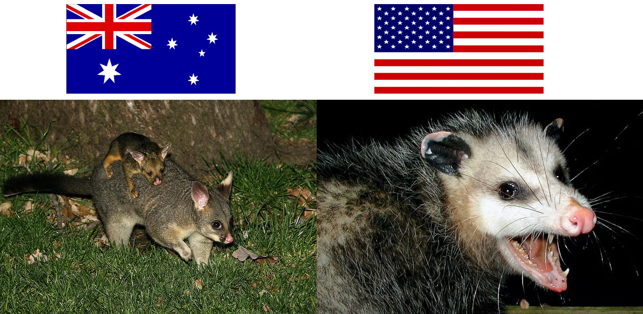 possums are not opossums and vice versa!