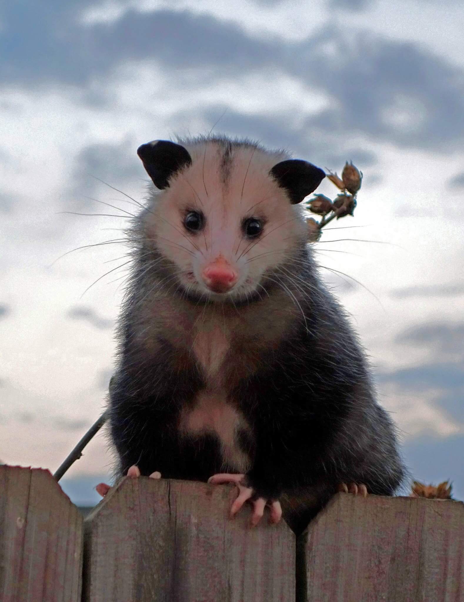 possum!