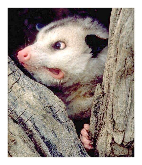 possum!