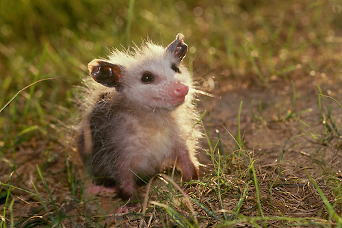 possum!