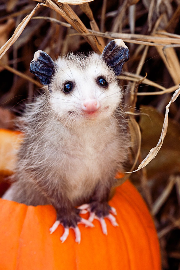 possum!