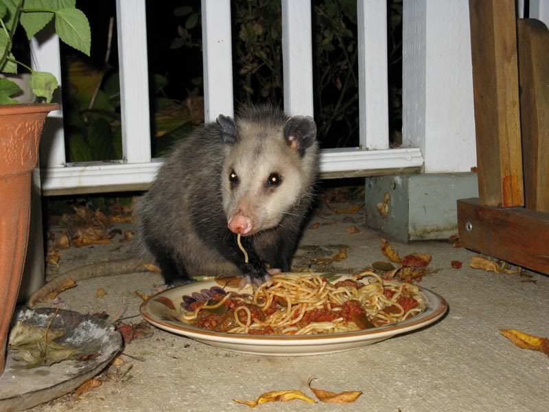 possum!