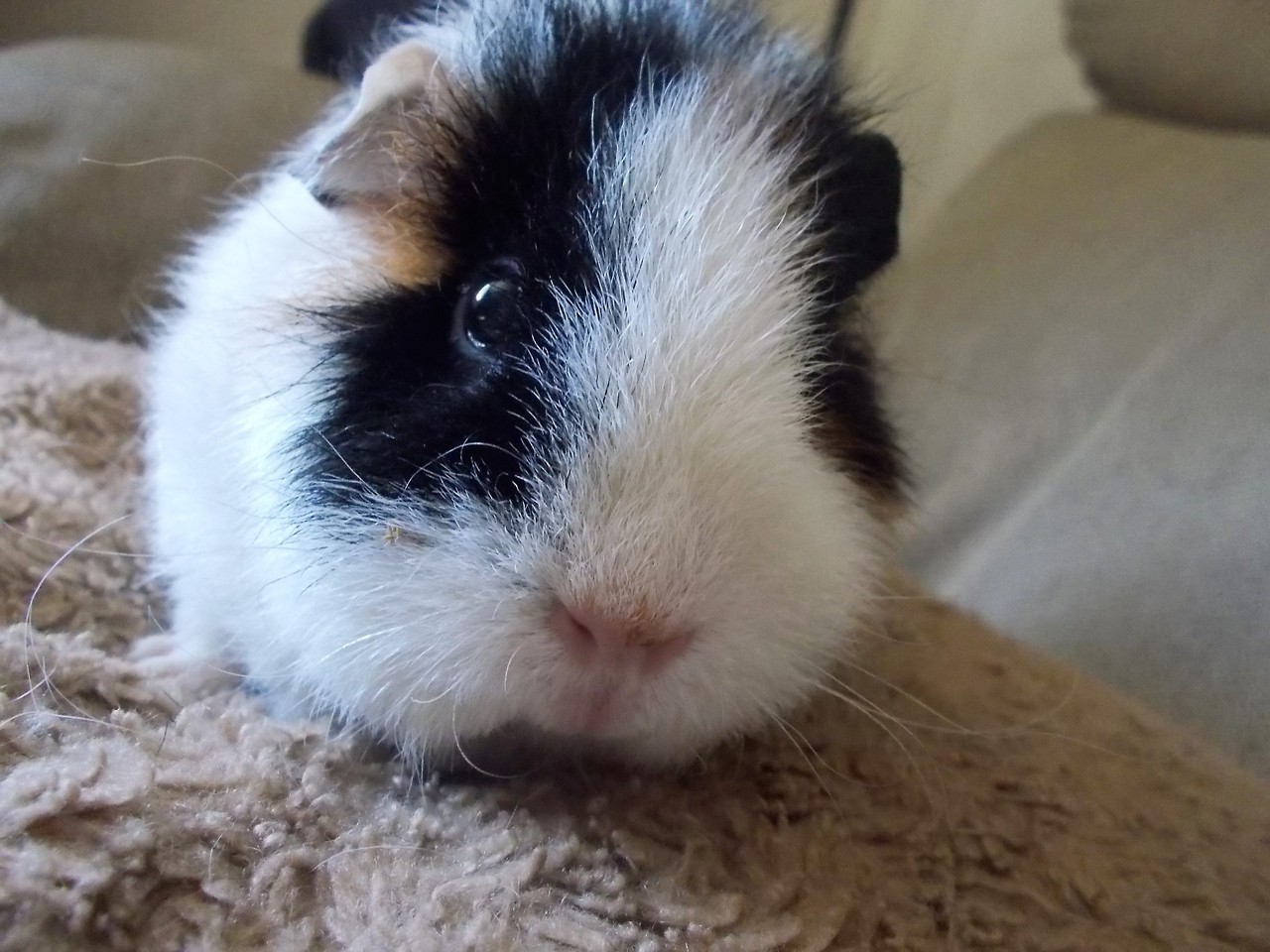 Murdoch the guinea pig