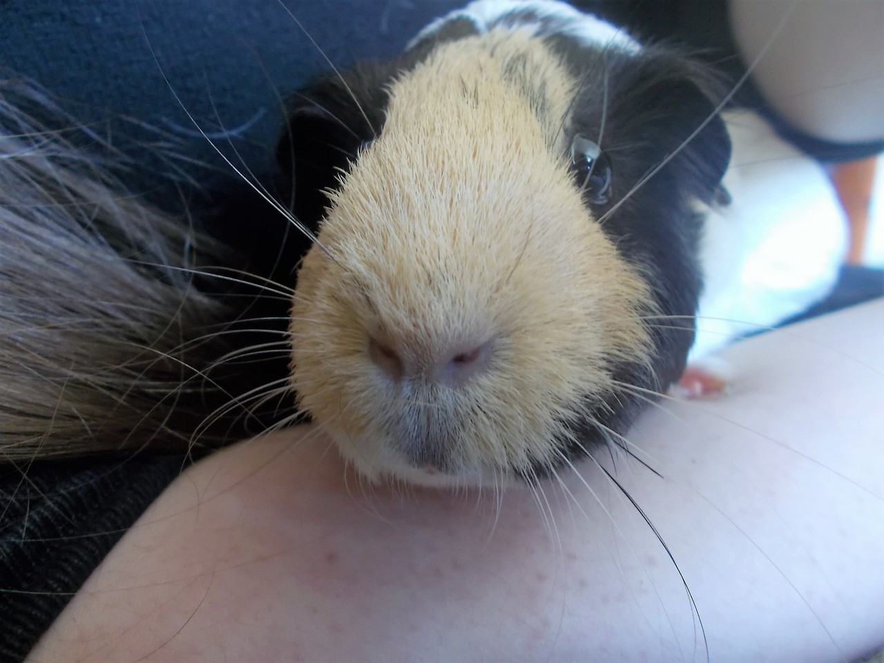 Bergerac the guinea pig