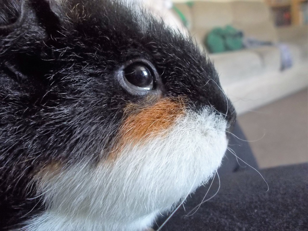 Poirot the guinea pig