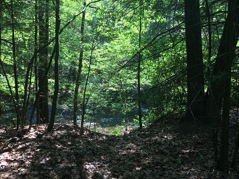 One of the hidden-away paths to the creek from the tree tunnel