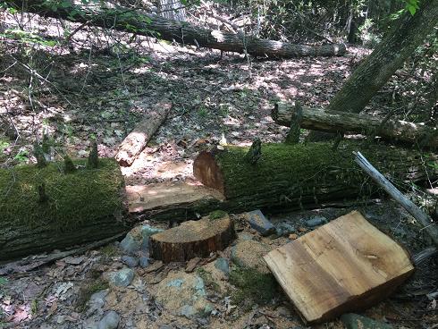 Someone carved out a chunk of log so people didn't have to climb over it, how nice