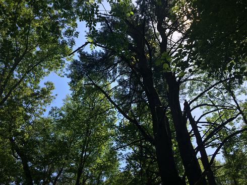 The oldest trees above my head