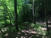 One of the narrow, twisted paths through the trees