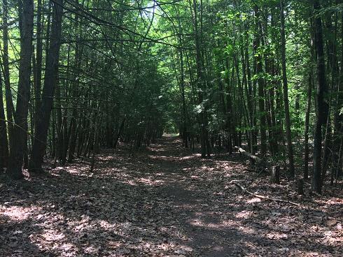 The tree tunnel, from the entrance end of it