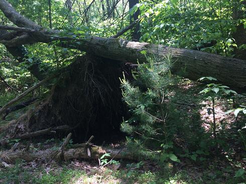 The exposed roots and space where they took up under a toppled tree