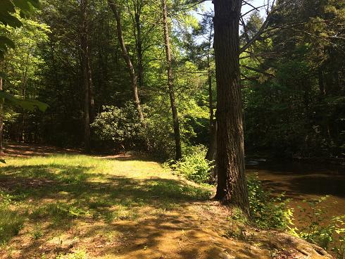 An overly yellowed photo of a forest clearing