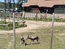 A few bontebonks out in the pasture