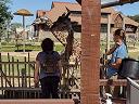 borb standing under a giraffe