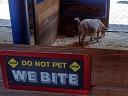 A goat and a sign warning of biting