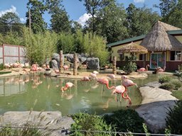 A small army of flamingos in a pond