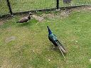 One of the peacocks, this one not free-roaming