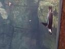 A penguin mid-dive