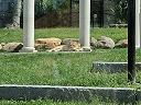 Sleepy mountain lions