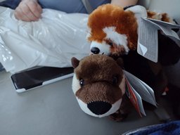 Plushies from the zoo