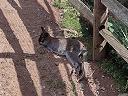 A wallaby laying around in the dirt