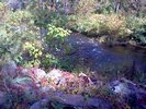 Some pretty red leaves in front of the creek