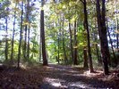 A stretch of foresty trail right by the entrance