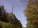 Some nice foliage and a telephone pole