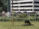 A bontebonk grazing in front of another part of the zoo and a parking garage