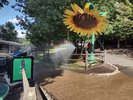 A sunflower that rains mist on the passersby