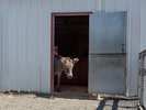 A donkey peeking out of his pen's door