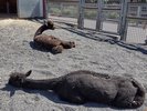Llamas out on the gravel outside the pens