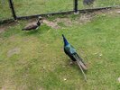 Peacocks wandering their exhibit