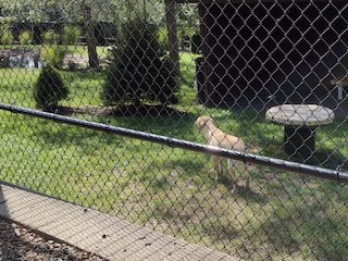 Bowie the retriever wondering where Nandi darted off to