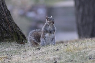 Squirrel in the park